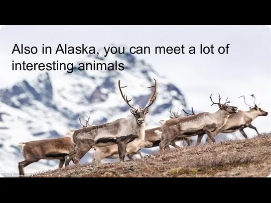 Also in Alaska, you can meet a lot of interesting animals
