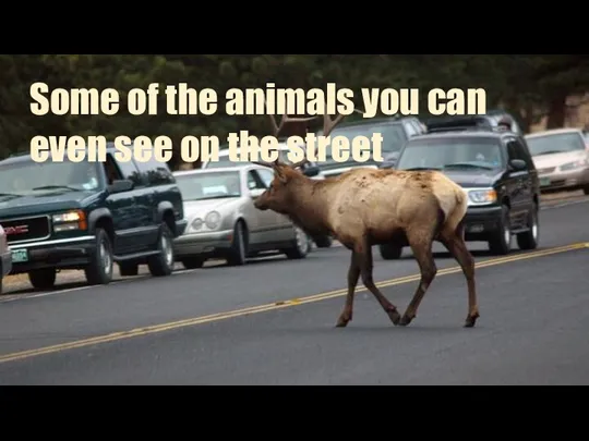 Some of the animals you can even see on the street