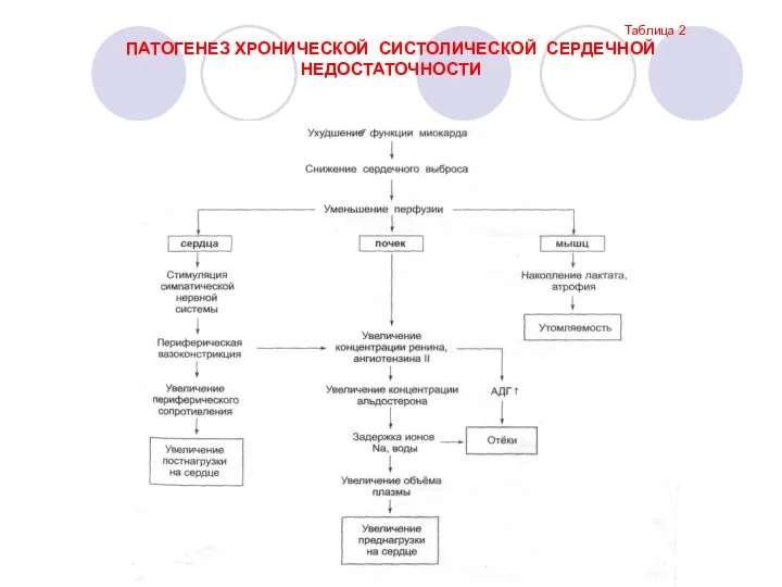 Таблица 2 ПАТОГЕНЕЗ ХРОНИЧЕСКОЙ СИСТОЛИЧЕСКОЙ СЕРДЕЧНОЙ НЕДОСТАТОЧНОСТИ