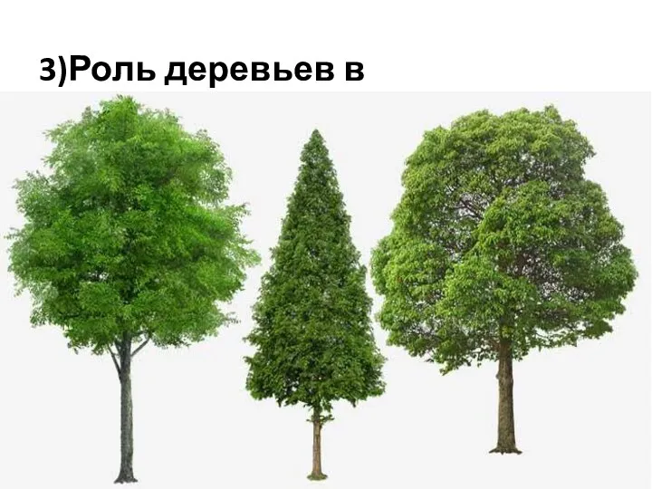 3)Роль деревьев в природе.
