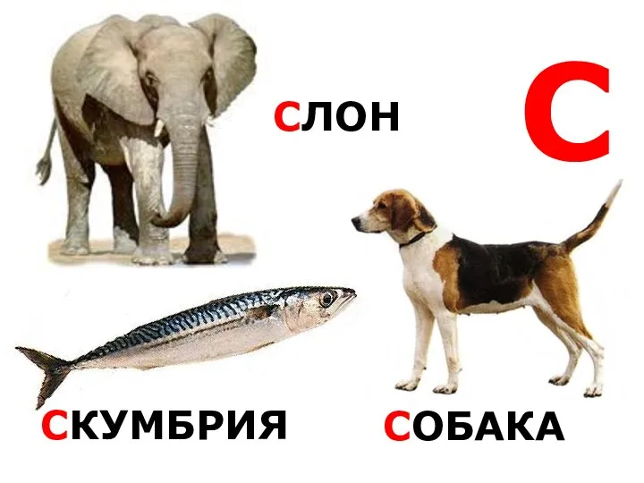 С СЛОН СКУМБРИЯ СОБАКА