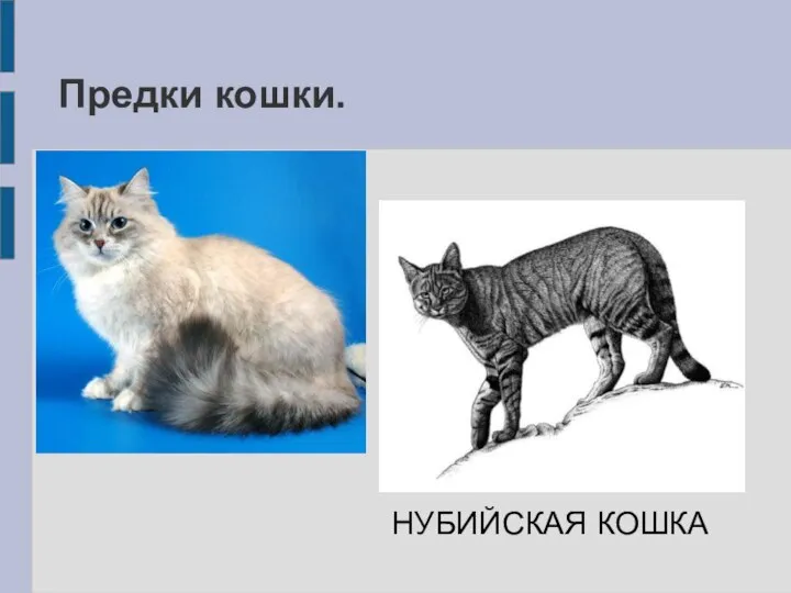 Предки кошки. НУБИЙСКАЯ КОШКА