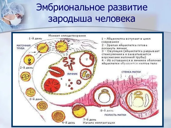 Эмбриональное развитие зародыша человека