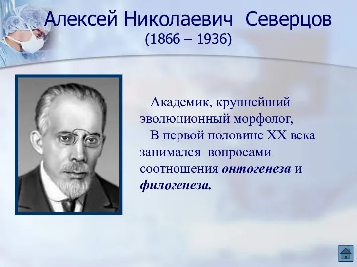Алексей Николаевич Северцов (1866 – 1936) Академик, крупнейший эволюционный морфолог, В первой