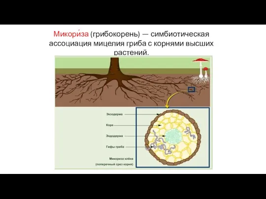 Микори́за (грибокорень) — симбиотическая ассоциация мицелия гриба с корнями высших растений.