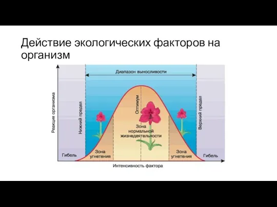 Действие экологических факторов на организм