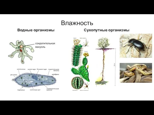 Влажность Водные организмы Сухопутные организмы