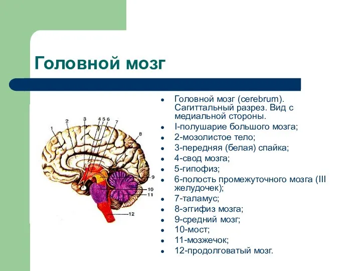 Головной мозг Головной мозг (cerebrum). Сагиттальный разрез. Вид с медиальной стороны. I-полушарие