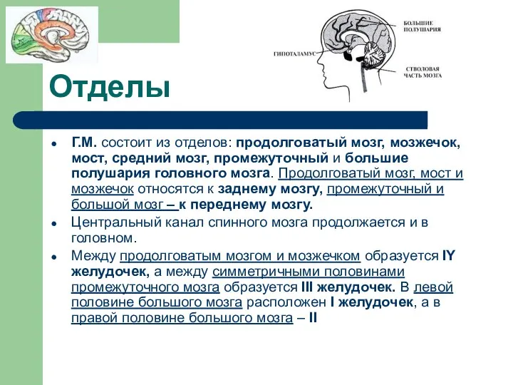 Отделы Г.М. состоит из отделов: продолговатый мозг, мозжечок, мост, средний мозг, промежуточный