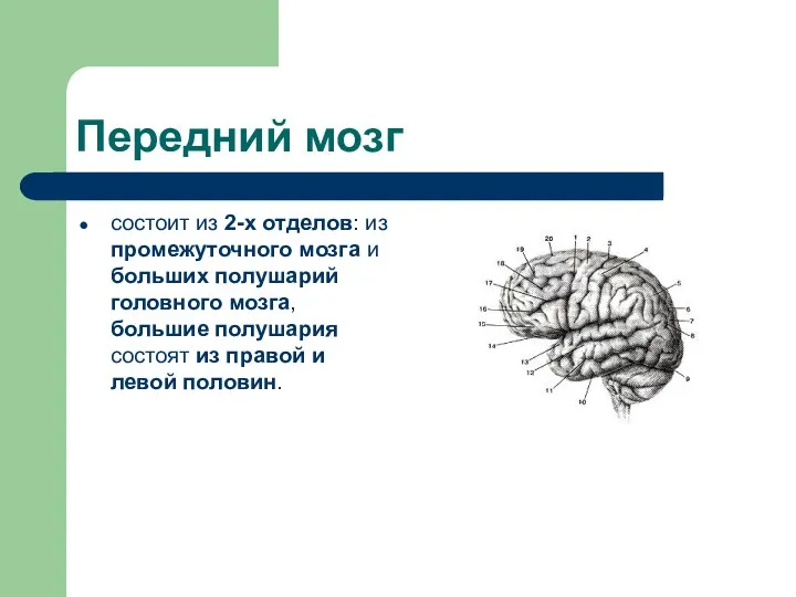 Передний мозг состоит из 2-х отделов: из промежуточного мозга и больших полушарий