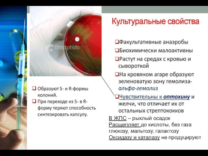 В ЖПС – рыхлый осадок Расщепляет до кислоты, без газа глюкозу, мальтозу,