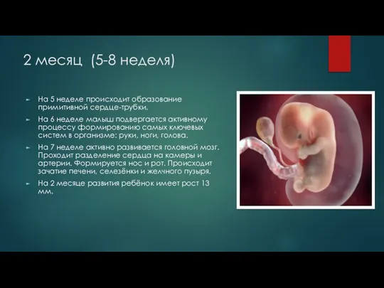 2 месяц (5-8 неделя) На 5 неделе происходит образование примитивной сердце-трубки. На