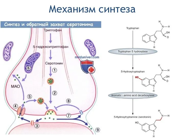 Механизм синтеза