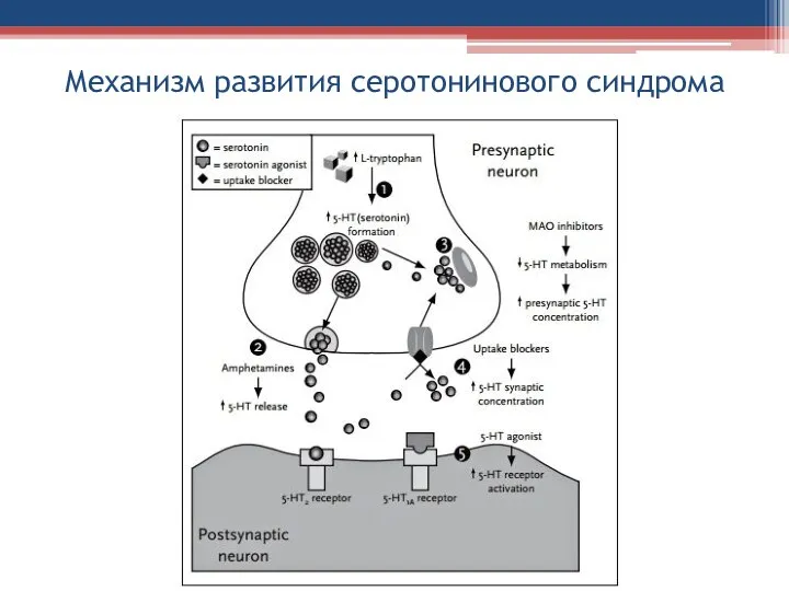 Механизм развития серотонинового синдрома