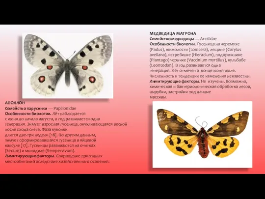 АПОЛЛОН Семейство парусники — Papilionidae Особенности биологии. Лёт наблюдается с июня до