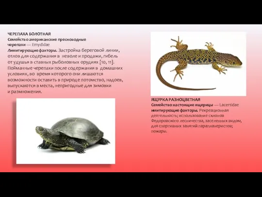 ЧЕРЕПАХА БОЛОТНАЯ Семейство американские пресноводные черепахи — Emydidae Лимитирующие факторы. Застройка береговой