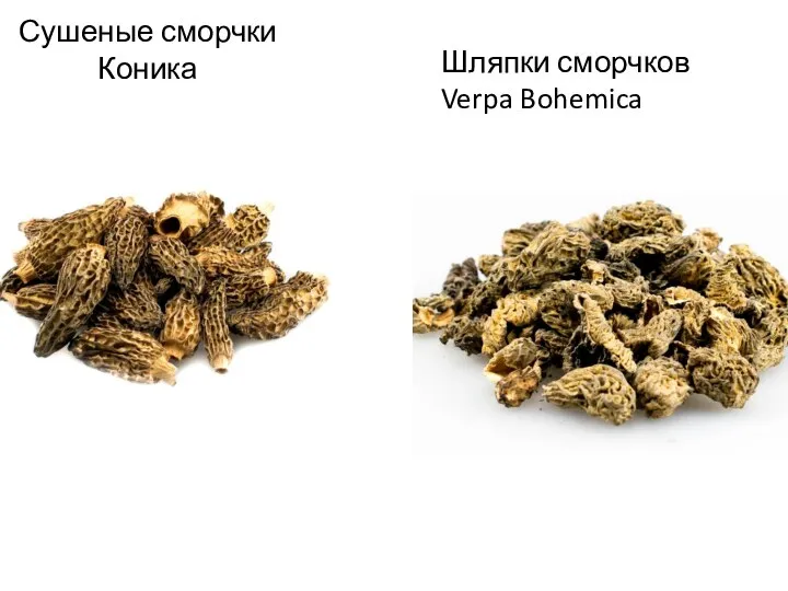 Сушеные сморчки Коника Шляпки сморчков Verpa Bohemica