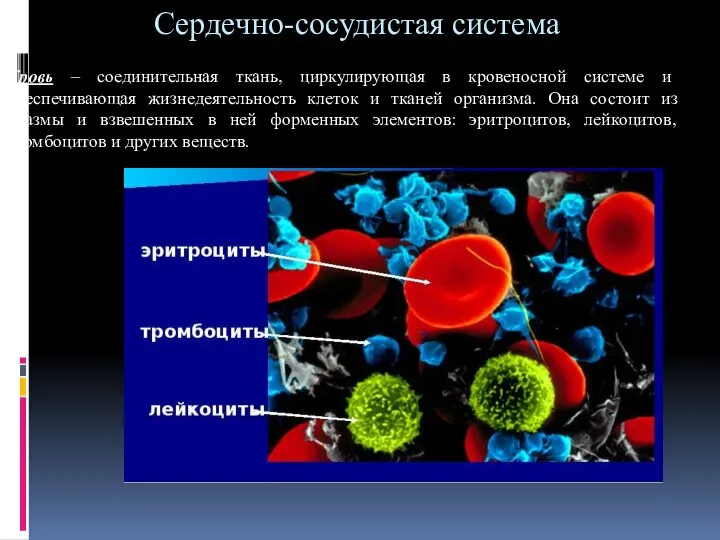 Сердечно-сосудистая система Кровь – соединительная ткань, циркулирующая в кровеносной системе и обеспечивающая