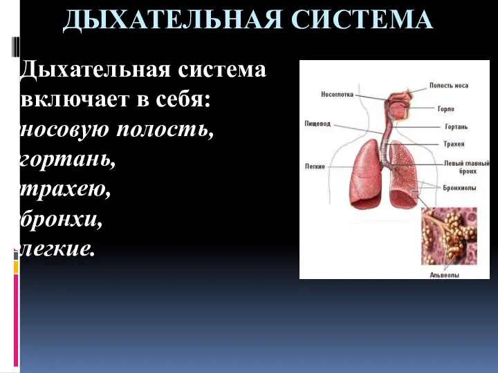 ДЫХАТЕЛЬНАЯ СИСТЕМА Дыхательная система включает в себя: носовую полость, гортань, трахею, бронхи, легкие.
