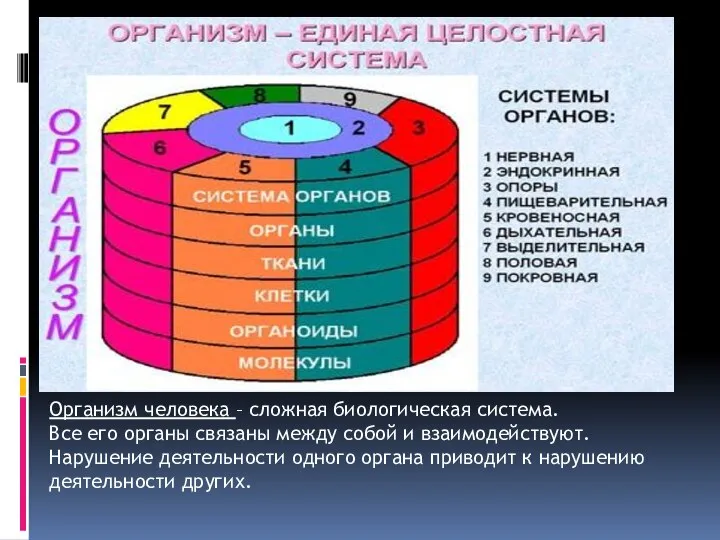 Организм человека – сложная биологическая система. Все его органы связаны между собой