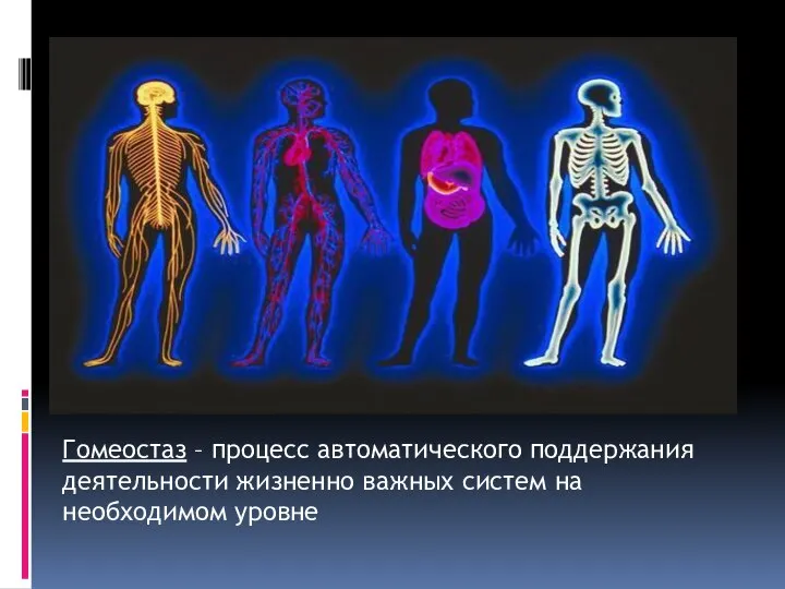 Гомеостаз – процесс автоматического поддержания деятельности жизненно важных систем на необходимом уровне