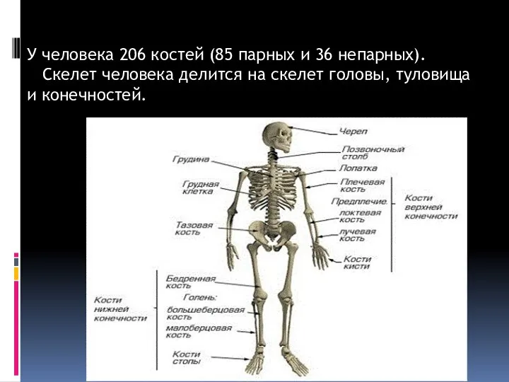 У человека 206 костей (85 парных и 36 непарных). Скелет человека делится