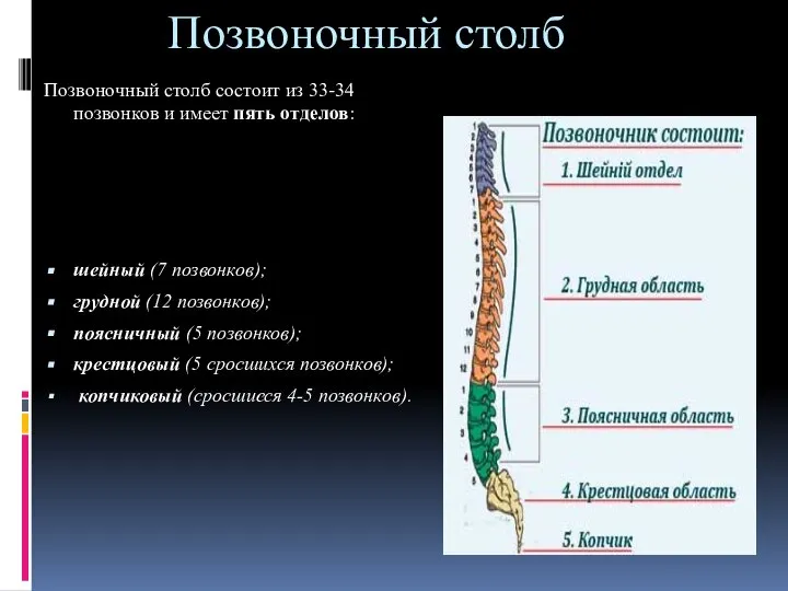 Позвоночный столб Позвоночный столб состоит из 33-34 позвонков и имеет пять отделов: