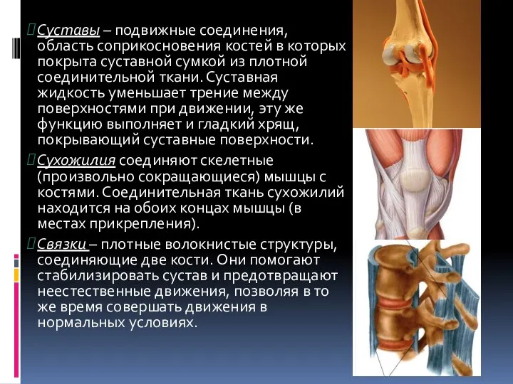 Суставы – подвижные соединения, область соприкосновения костей в которых покрыта суставной сумкой