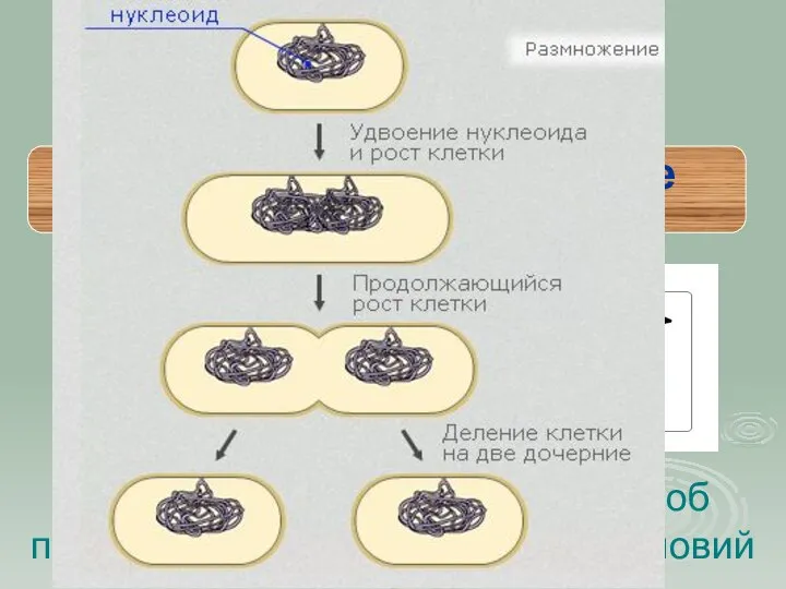 Спорообразование – это способ перенесения неблагоприятных условий