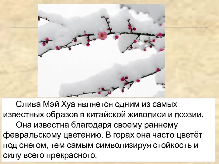 Слива Мэй Хуа является одним из самых известных образов в китайской живописи