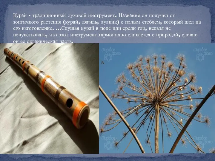 Курай - традиционный духовой инструмент. Название он получил от зонтичного растения (курай,