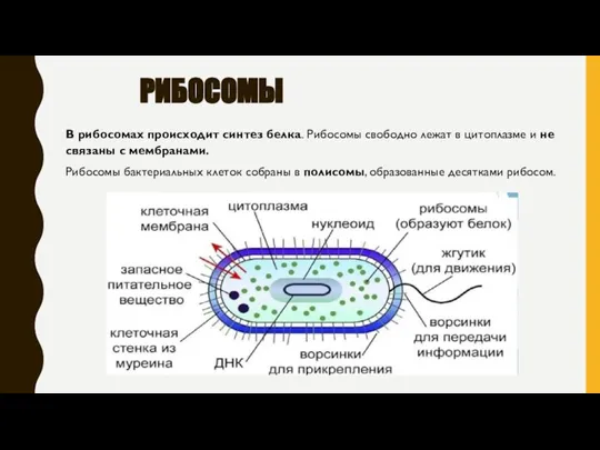 РИБОСОМЫ В рибосомах происходит синтез белка. Рибосомы свободно лежат в цитоплазме и