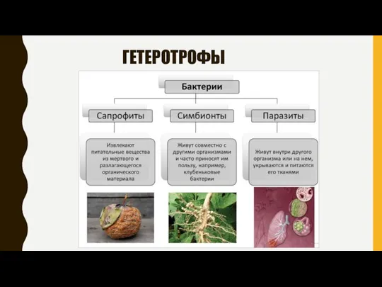 ГЕТЕРОТРОФЫ