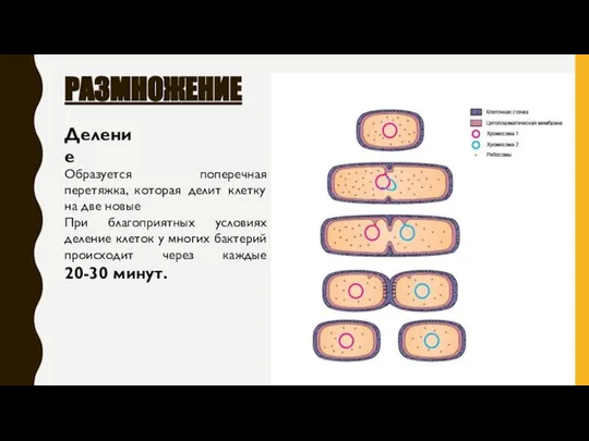 РАЗМНОЖЕНИЕ Образуется поперечная перетяжка, которая делит клетку на две новые При благоприятных