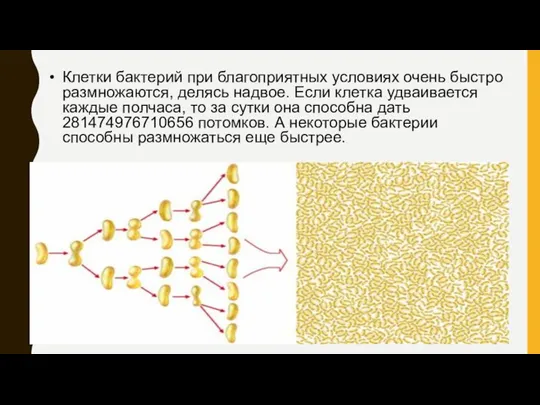 Клетки бактерий при благоприятных условиях очень быстро размножаются, делясь надвое. Если клетка