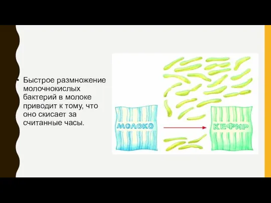 Быстрое размножение молочнокислых бактерий в молоке приводит к тому, что оно скисает за считанные часы.