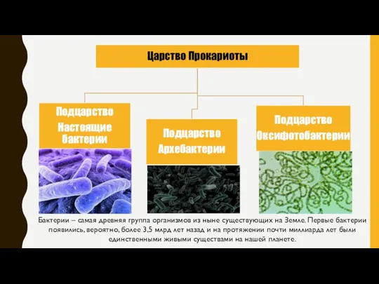 Бактерии – самая древняя группа организмов из ныне существующих на Земле. Первые