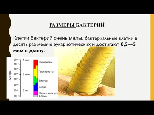 РАЗМЕРЫ БАКТЕРИЙ Клетки бактерий очень малы. бактериальные клетки в десять раз мельче