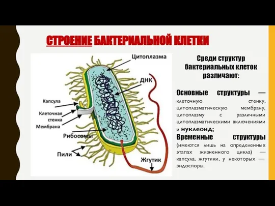 СТРОЕНИЕ БАКТЕРИАЛЬНОЙ КЛЕТКИ Среди структур бактериальных клеток различают: Основные структуры — клеточную