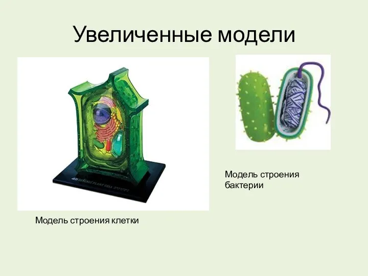 Увеличенные модели Модель строения клетки Модель строения бактерии