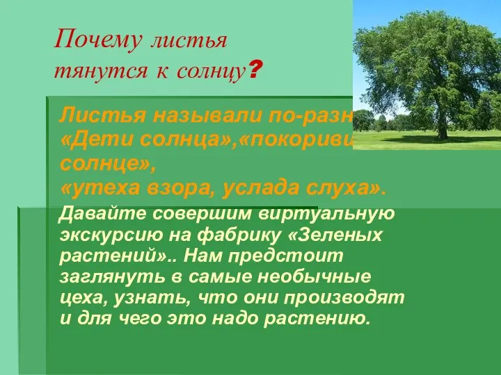 Почему листья тянутся к солнцу? Листья называли по-разному:«Дети солнца»,«покорившее солнце», «утеха взора,