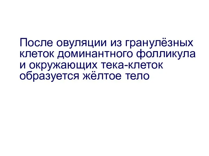 После овуляции из гранулёзных клеток доминантного фолликула и окружающих тека-клеток образуется жёлтое тело