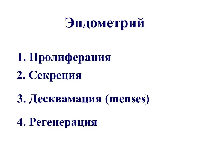 1. Пролиферация 2. Секреция Эндометрий 3. Десквамация (menses) 4. Регенерация