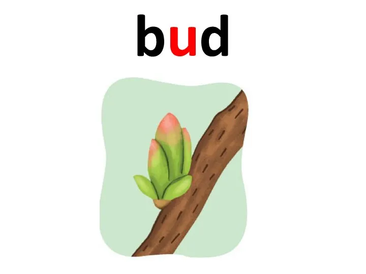 bud