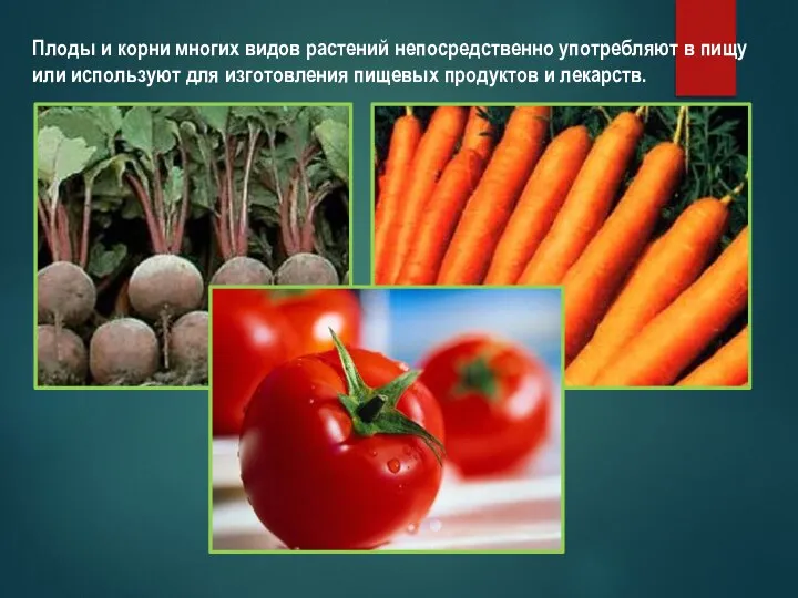 Плоды и корни многих видов растений непосредственно употребляют в пищу или используют