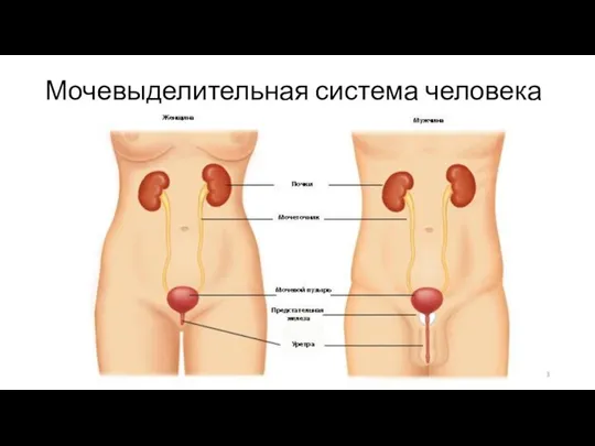 Мочевыделительная система человека