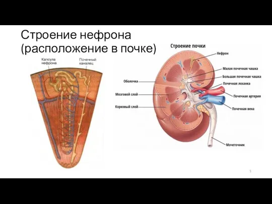 Строение нефрона (расположение в почке)