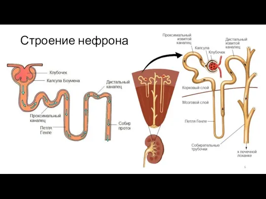 Строение нефрона