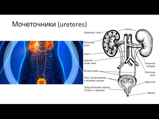 Мочеточники (ureteres)