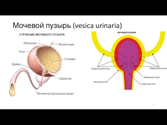 Мочевой пузырь (vesica urinaria)